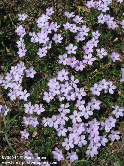 Phlox diffusa