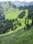 Hikers descend steep subalpine meadow w/ Western Bistort, Sitka Valerian