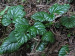 Snow Dwarf Bramble foliage