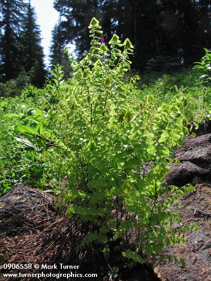 Adiantum aleuticum