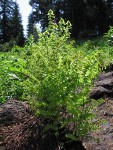 Maidenhair Fern serpentine form