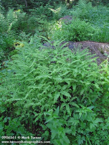 Adiantum aleuticum