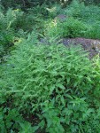 Maidenhair Fern serpentine form