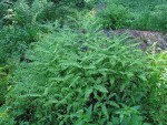 Maidenhair Fern serpentine form