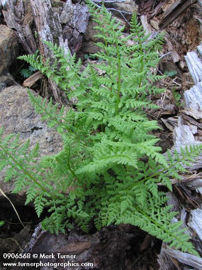 Athyrium distentifolium var. americanum