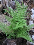 Alpine Lady Fern