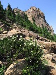 White Heather at edge of serpentine talus