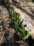 Shasta Fern (Lemmon's Hollyfern)