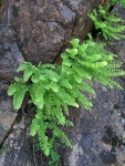 Maidenhair Fern serpentine form