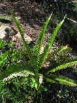 Imbricate Sword Fern