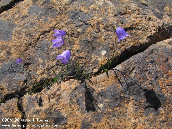 Campanula rotundifolia