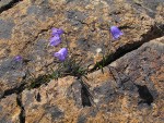 Scotch Bluebells in serpentine crack