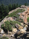 Mountain Juniper on serpentine ridge