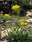 Alpine Goldenrod