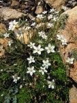 Boreal Sandwort