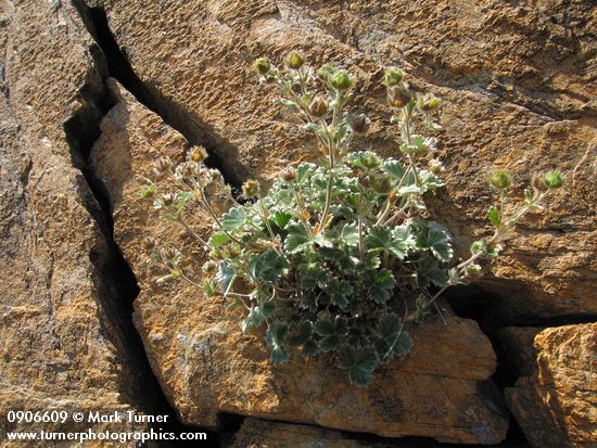 Potentilla villosa