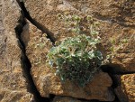 Villous Cinquefoil foliage