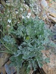 Short-fruited Smelowskia foliage w/ Boreal Sandwort