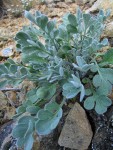 Short-fruited Smelowskia foliage