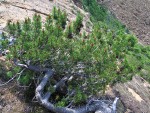 Lodgepole Pine alpine krummholz form
