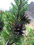 Lodgepole Pine foliage & cones detail