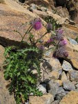 Edible Thistle on serpentine talus