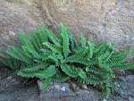 Shasta Fern (Lemmon's Hollyfern)