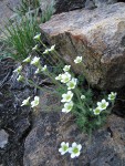 Tufted Saxifrage