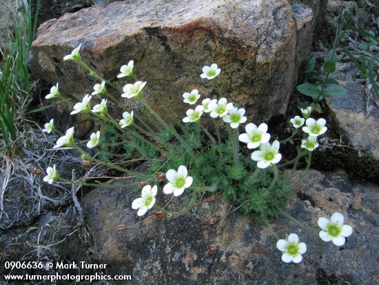 Saxifraga caespitosa