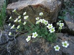 Tufted Saxifrage