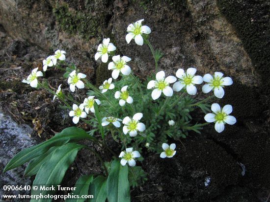 Saxifraga caespitosa