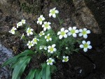 Tufted Saxifrage