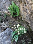 Tufted Saxifrage & Shasta Fern (Lemmon's Hollyfern)