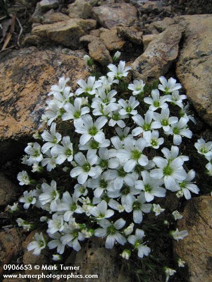 Saxifraga caespitosa