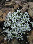 Tufted Saxifrage