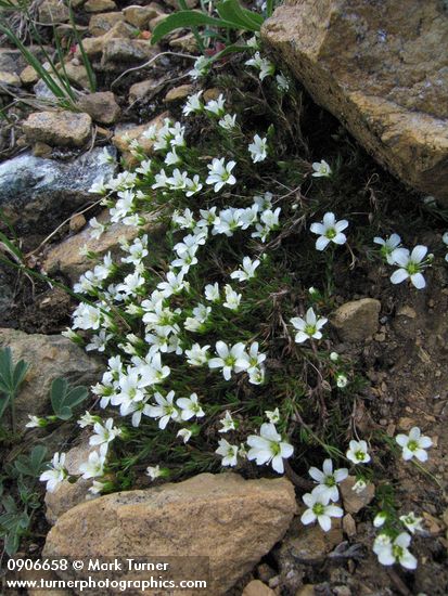 Saxifraga caespitosa