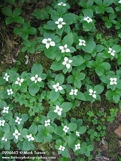 Cornus unalaschkensis