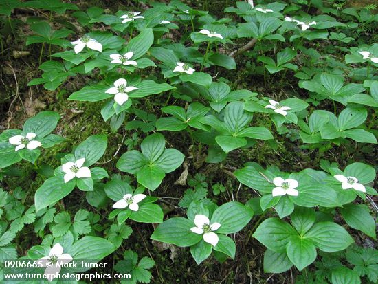 Cornus unalaschkensis