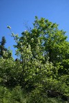 Serviceberry in bloom w/ Douglas Maple bkgnd