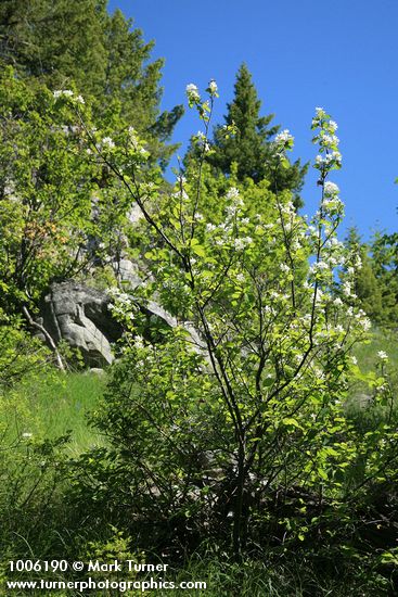 Amelanchier alnifolia