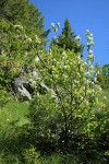 Serviceberry in bloom w/ Douglas Maple bkgnd