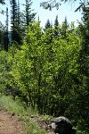 Douglas Maple, backlit