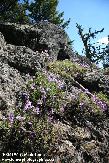 Penstemon fruticosus