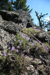 Shrubby Penstemon on rock outcrop