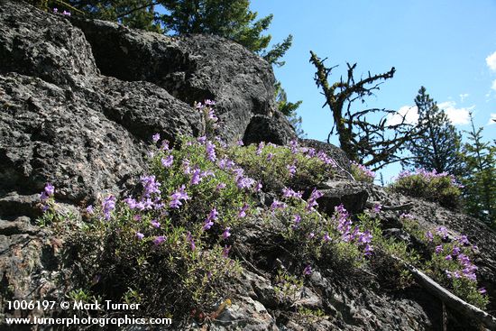 Penstemon fruticosus