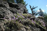 Shrubby Penstemon on rock outcrop