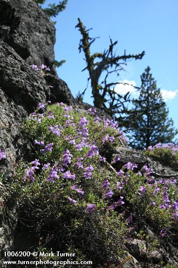 Penstemon fruticosus