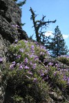 Shrubby Penstemon on rock outcrop