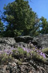 Shrubby Penstemon on rock outcrop