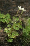 Buttercup-leaf Mock Brookfoam